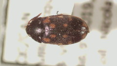Mycetophagus pluripunctatus