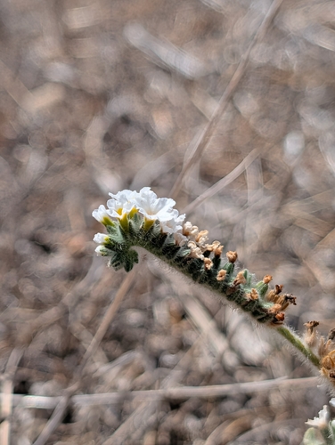 hairy heliotrope (Heliotropium hirsutissimum)