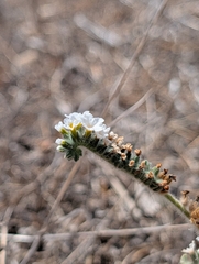 Heliotropium hirsutissimum, photograph (c) Marios Thoma, some rights reserved (CC BY)