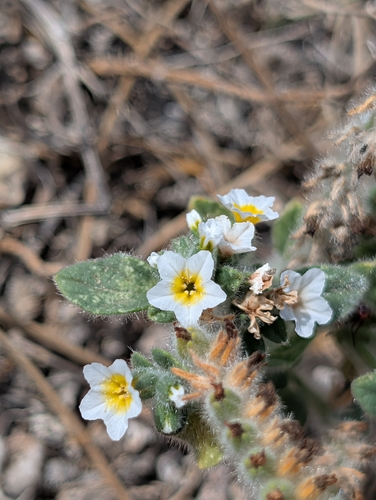 Heliotropium hirsutissimum, photograph 6