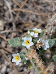 Heliotropium hirsutissimum, photograph (c) Marios Thoma, some rights reserved (CC BY)
