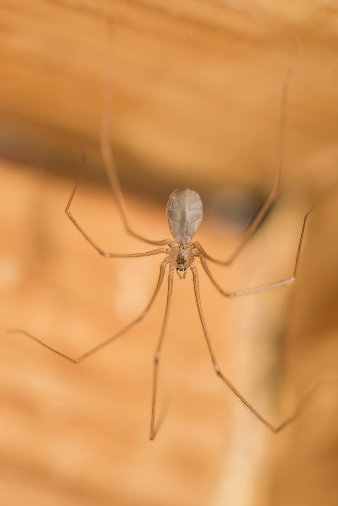 Pholcus ponticus