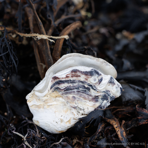 Magallana gigas