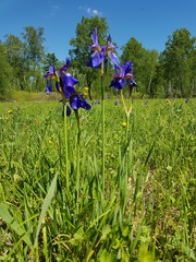 Iris sanguinea