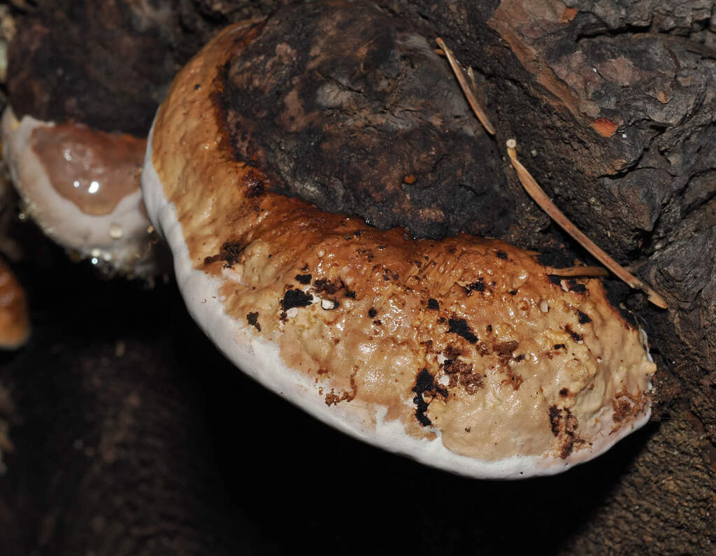 Fomitopsis mounceae · November 2025 · photo: © wendybirds (iNaturalist, cc-by)