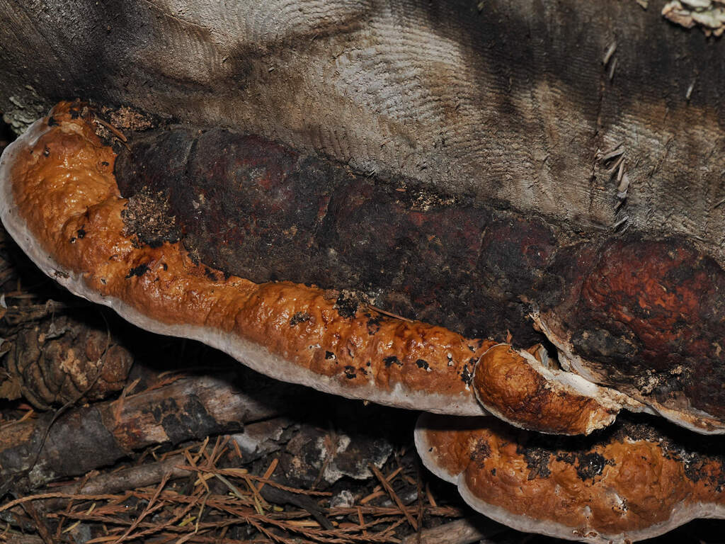 Fomitopsis mounceae · November 2025 · photo: © wendybirds (iNaturalist, cc-by)