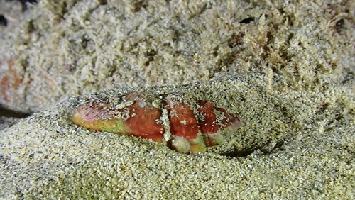 Mitra stictica observed 2025-11-16