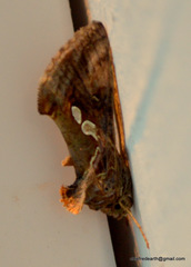 Chrysodeixis acuta