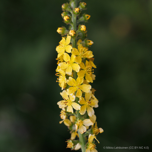 Agrimonia eupatoria L.