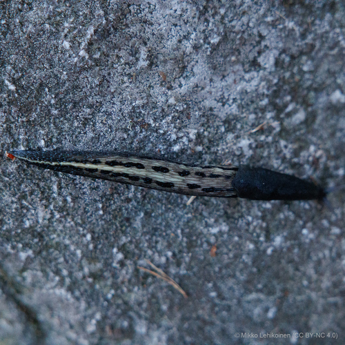 Limax cinereoniger