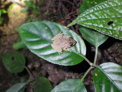 Craugastor laevissimus