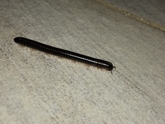 Leptogoniulus sorornus