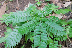 Adiantum trapeziforme