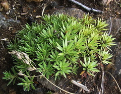 Saxifraga bronchialis funstonii