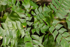 Adiantum trapeziforme
