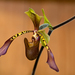 Low's Paphiopedilum - Photo (c) Dario Sanches, some rights reserved (CC BY-SA)
