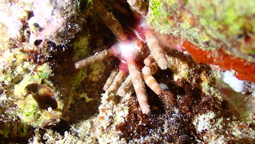 Eucidaris metularia, 2025-11-16