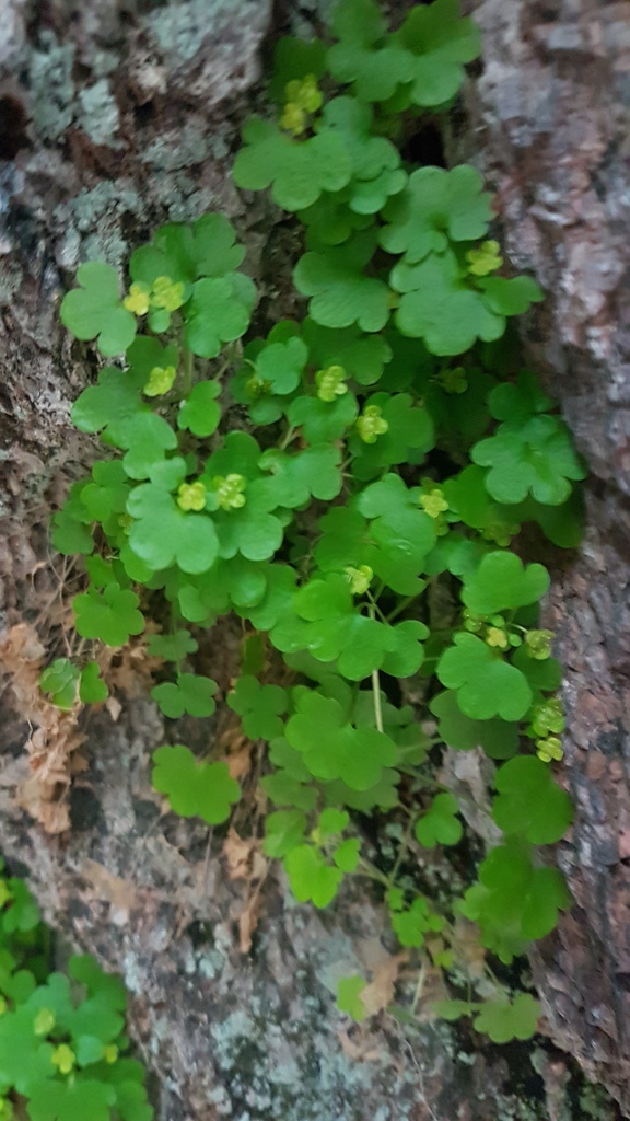 Chrysosplenium sedakowii