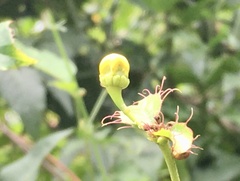 Stigmaphyllon jatrophifolium