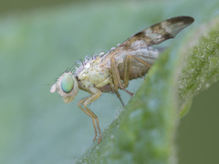 Terellia nigronota
