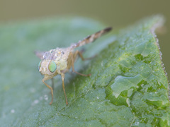 Terellia nigronota