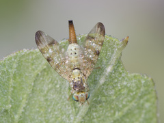 Terellia nigronota