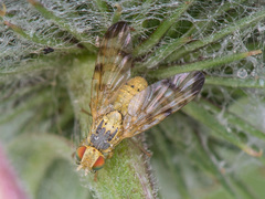 Terellia nigronota
