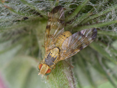 Terellia nigronota