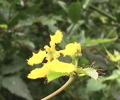 Stigmaphyllon jatrophifolium