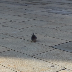 Columba livia domestica