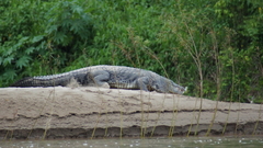 Crocodylus