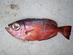 Heteropriacanthus cruentatus