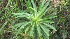 Robinsonia thurifera