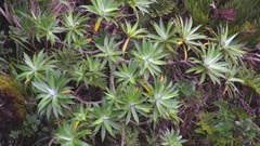 Robinsonia