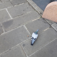 Columba livia domestica