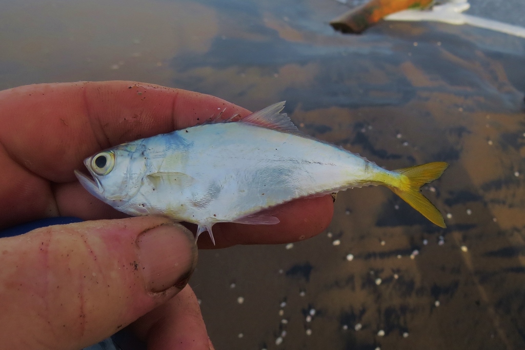 Jack (Oligoplites palometa) — Carangidae