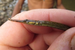 Microphis brachyurus