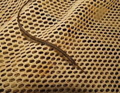 Microphis brachyurus