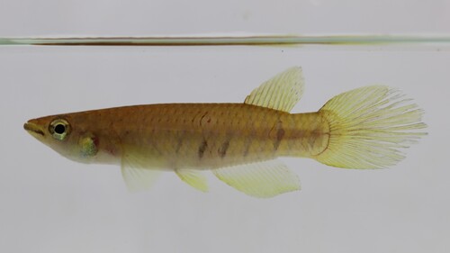 Gebande hechtkikkervis (Epiplatys fasciolatus) — Nothobranchiidae