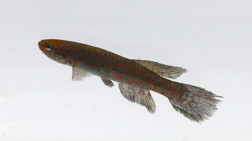 Gérys killi (Scriptaphyosemion geryi) — Nothobranchiidae — 4