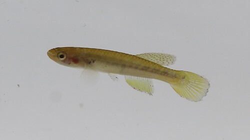 Gérys killi (Scriptaphyosemion geryi) — Nothobranchiidae — 2