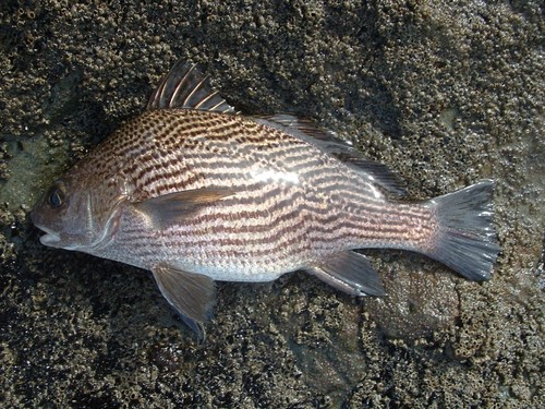 Vermiculated croaker (Ophioscion vermicularis) — Sciaenidae — 3