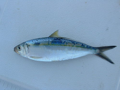 Deep-bodied Pacific thread herring (Opisthonema libertate) — Clupeidae — 3