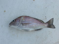 Orthopristis chalcea