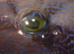 Pseudobalistes naufragium