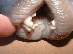 Pseudobalistes naufragium