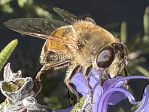 Unknown species found near Cecilton Warwick Rd, Warwick, MD, US