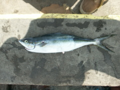Elagatis bipinnulata