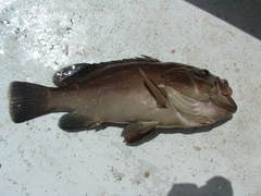 Mycteroperca xenarcha