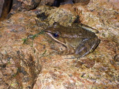 Lithobates maculatus